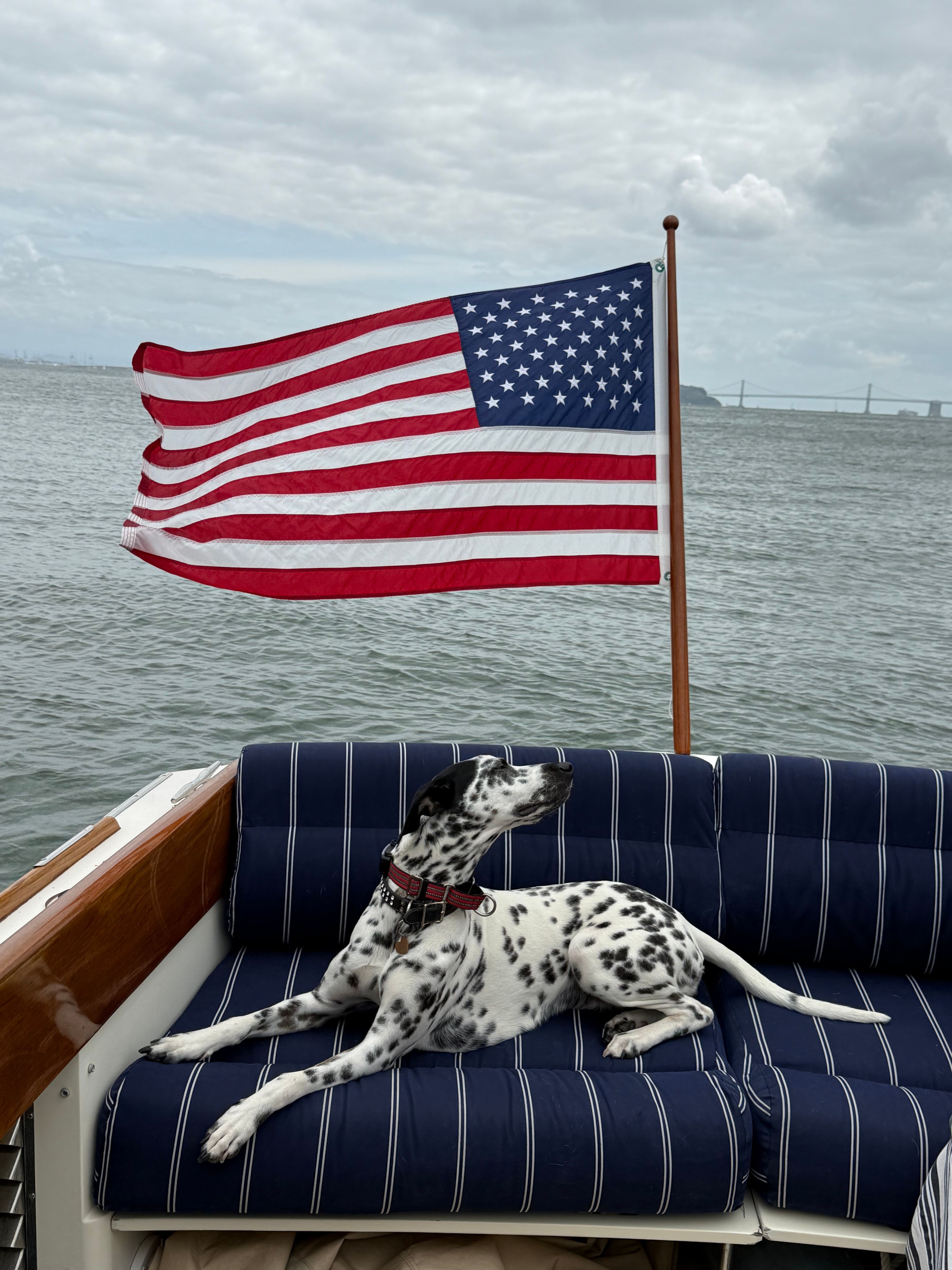 Dalmatian dog lying on a striped blue and white outdoor sofa with an American flag in the background over water.
