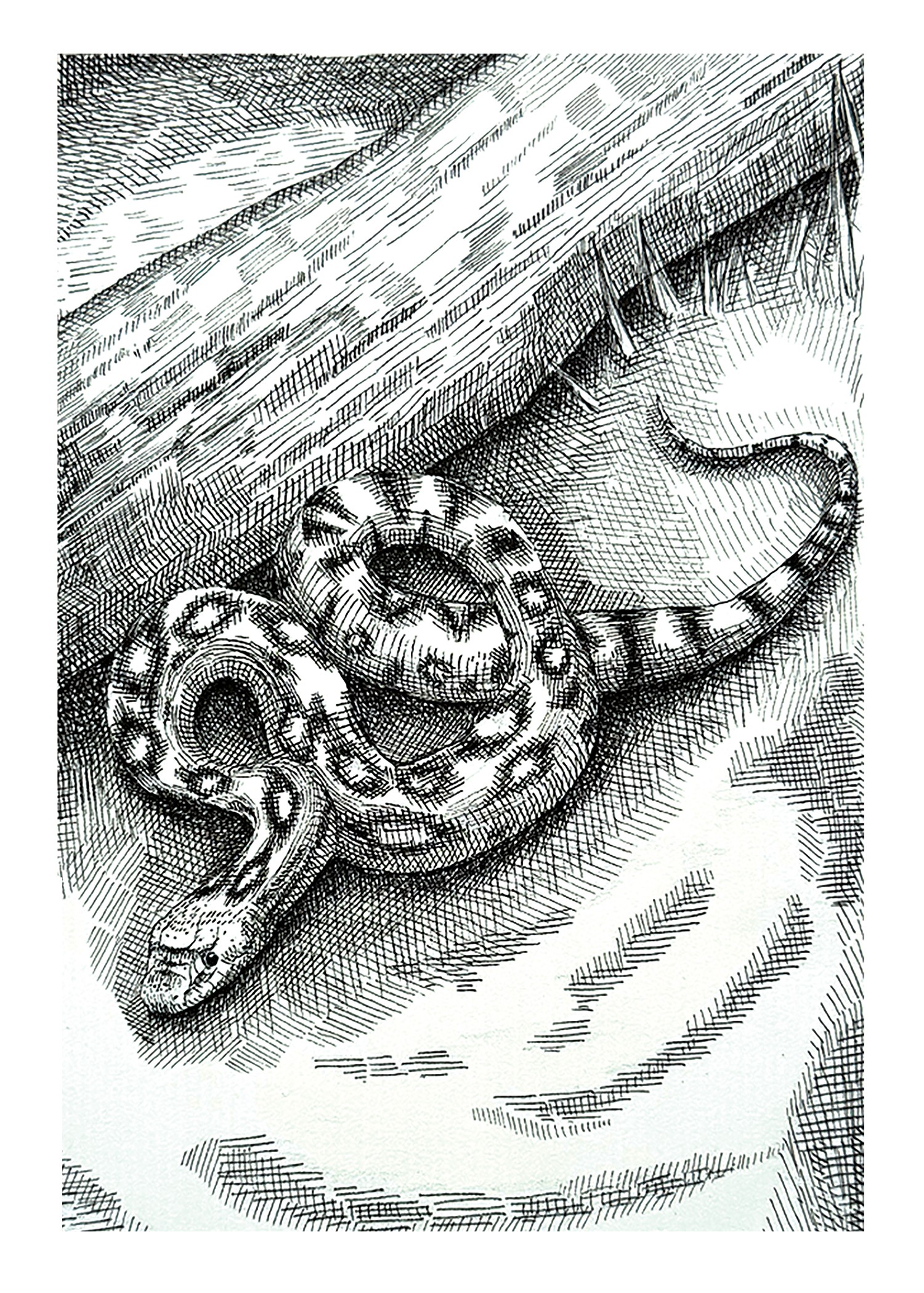 A snake coiled on a surface near a wooden structure, with detailed scales and a curved body.