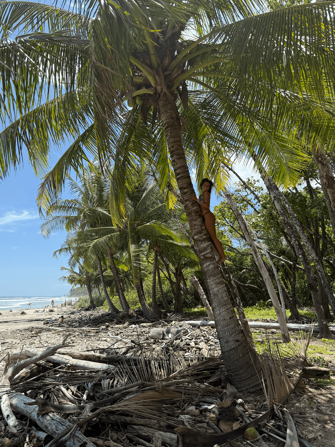 Tall palm tree leaning slightly, with green fronds, on a sandy beach with other trees and blue sky.